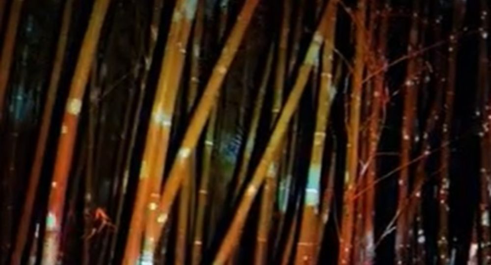 JEP 2026 : Spectacle nocturne à la Bambouseraie_Générargues