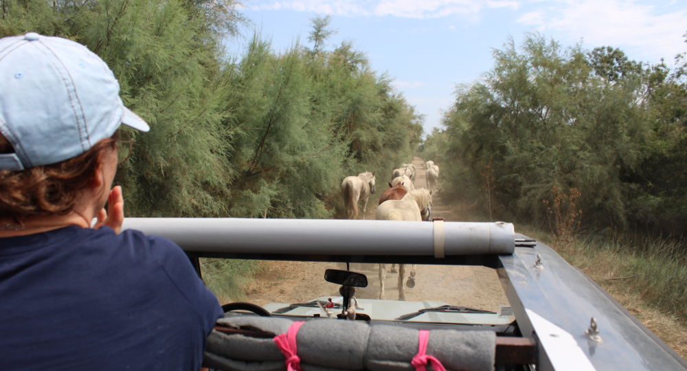 La Camargue d'Antan - Balade en 4X4_Beauvoisin