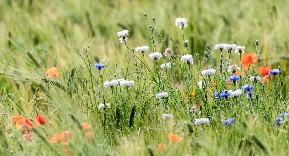 La Petite Pharmacopée familiale_Saint-Jean-du-Gard