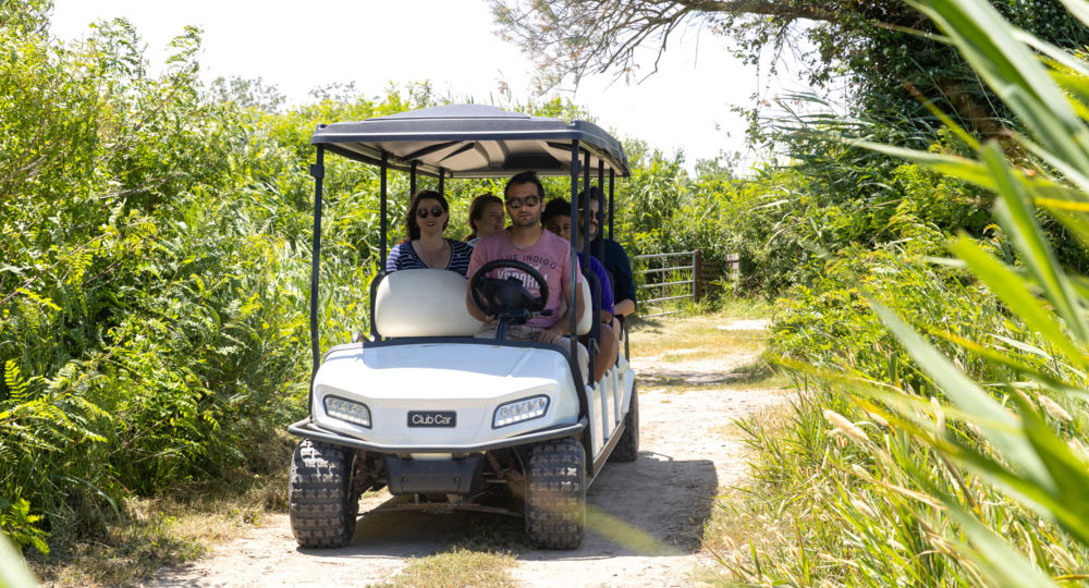 Safari en voiturette électrique - Réserve du Petit Rhône_Vauvert