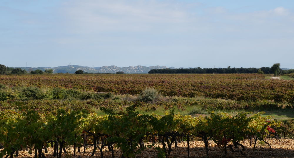 boucle de la vigne à vélo