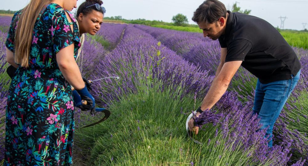 Atelier cueillette et distillation des lavandins chez Un Mas en Provence_Bellegarde
