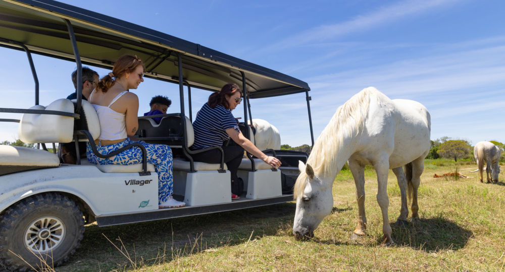 Safari en voiturette électrique - Réserve du Petit Rhône_Vauvert