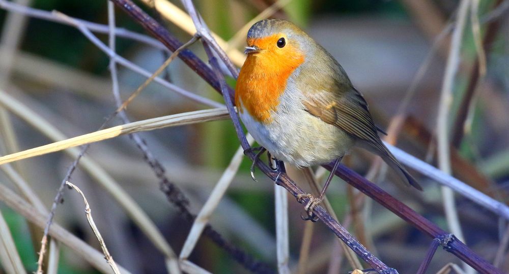 Sortie « Chants des oiseaux »_Quissac
