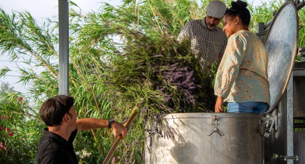 Atelier cueillette et distillation des lavandins chez Un Mas en Provence_Bellegarde