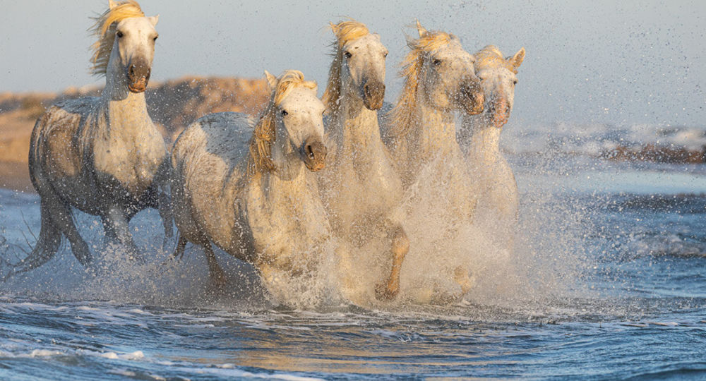 Chevaux à la plage