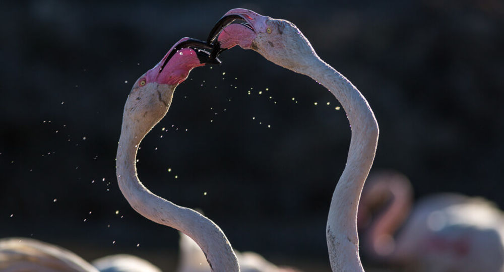 Flamants roses