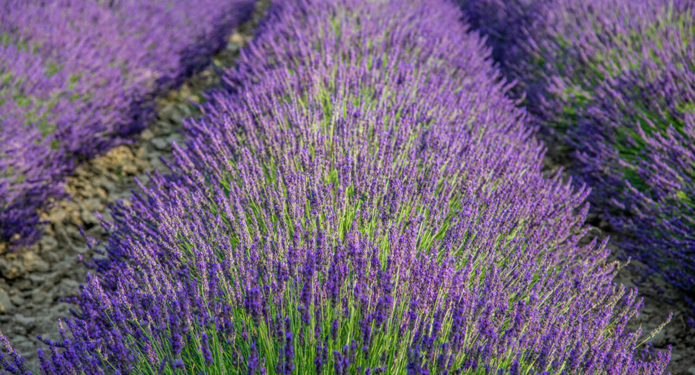 Atelier cueillette et distillation des lavandins chez Un Mas en Provence_Bellegarde