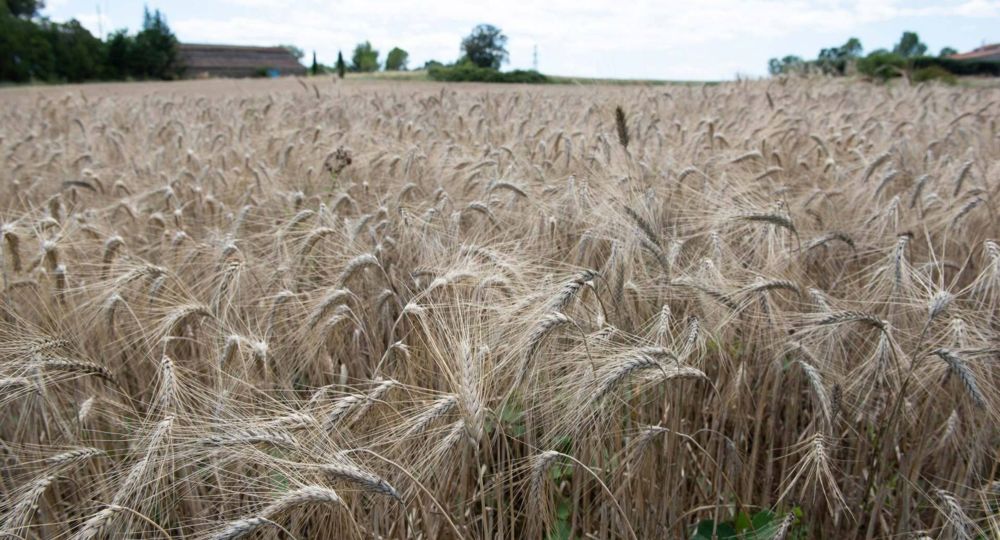 Récolte des céréales anciennes