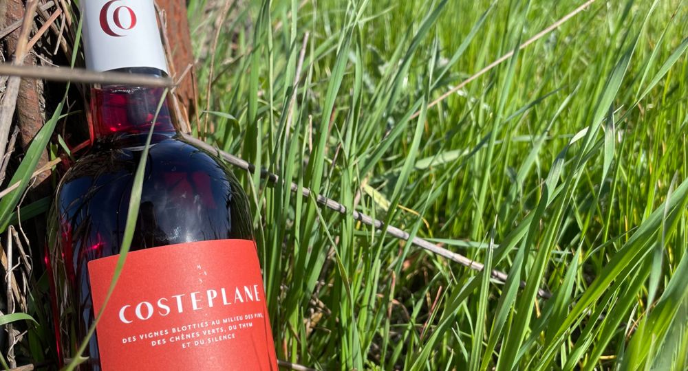 Cinsault 2025