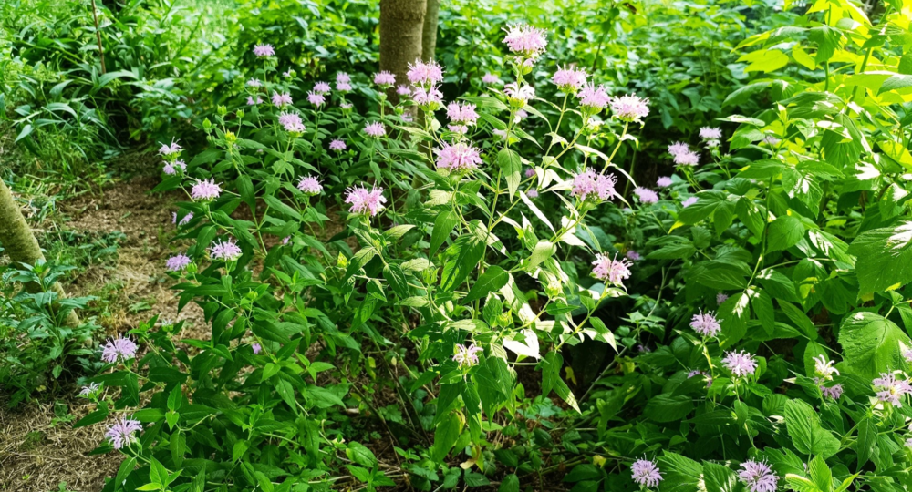 Visite du jardin et dégustation de glace artisanal - Sauvages et Compagnie_Sardan