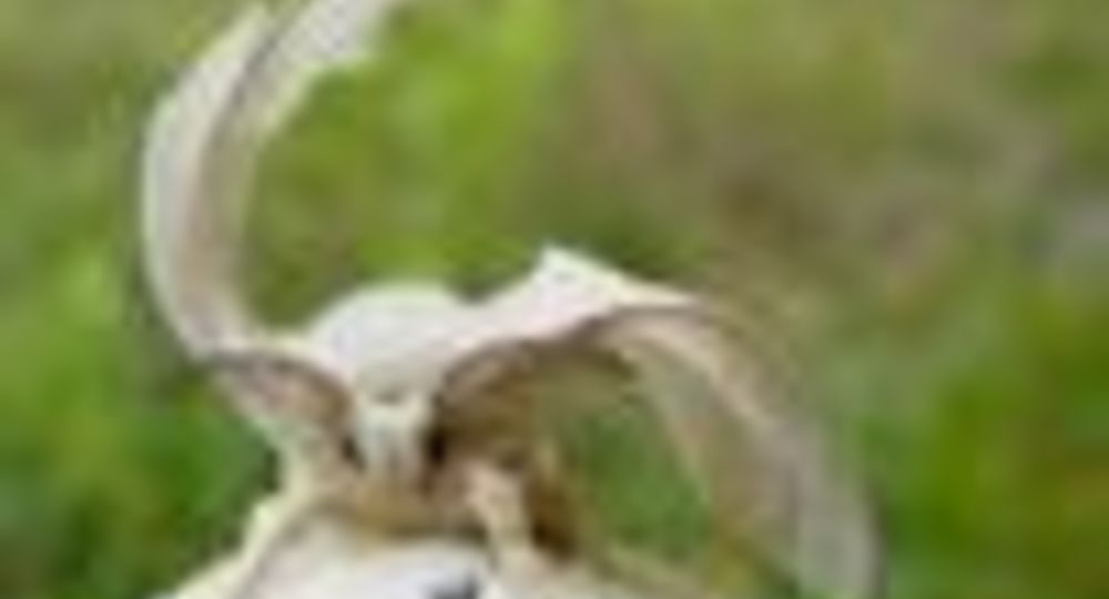 Visite production patrimoniale de la soie - Cévennes en Soie_Monoblet