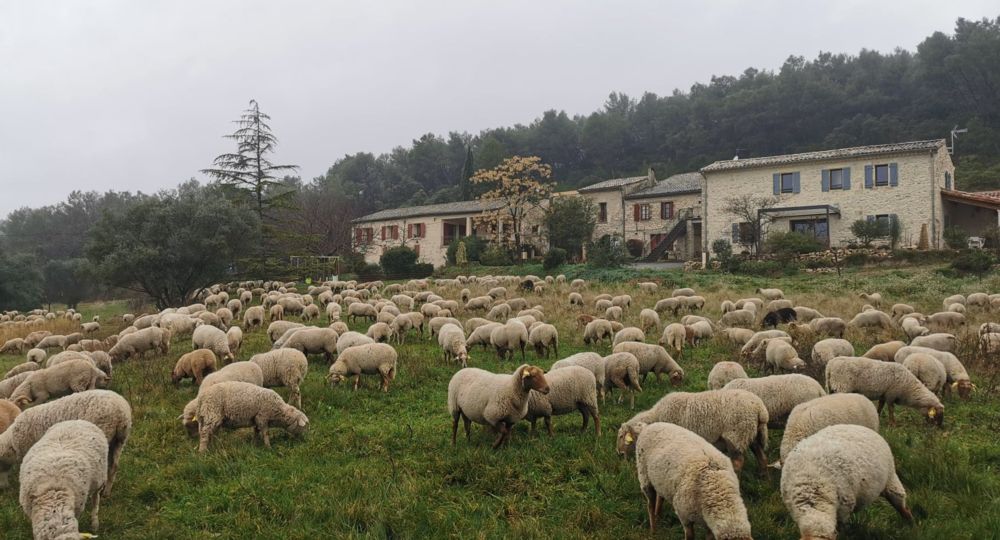 Mas Mouriès et Moutons