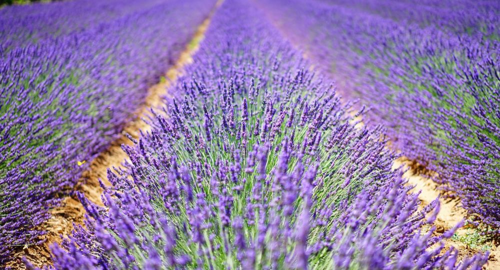 Atelier : Venez découvrir une expérience aromatique_Vézénobres