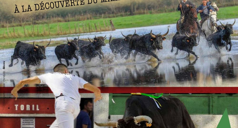 Du pré à l'arène_Aramon