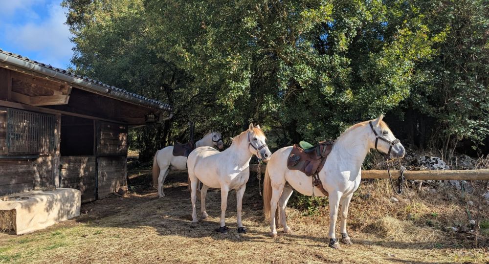 Les chevaux se préparent