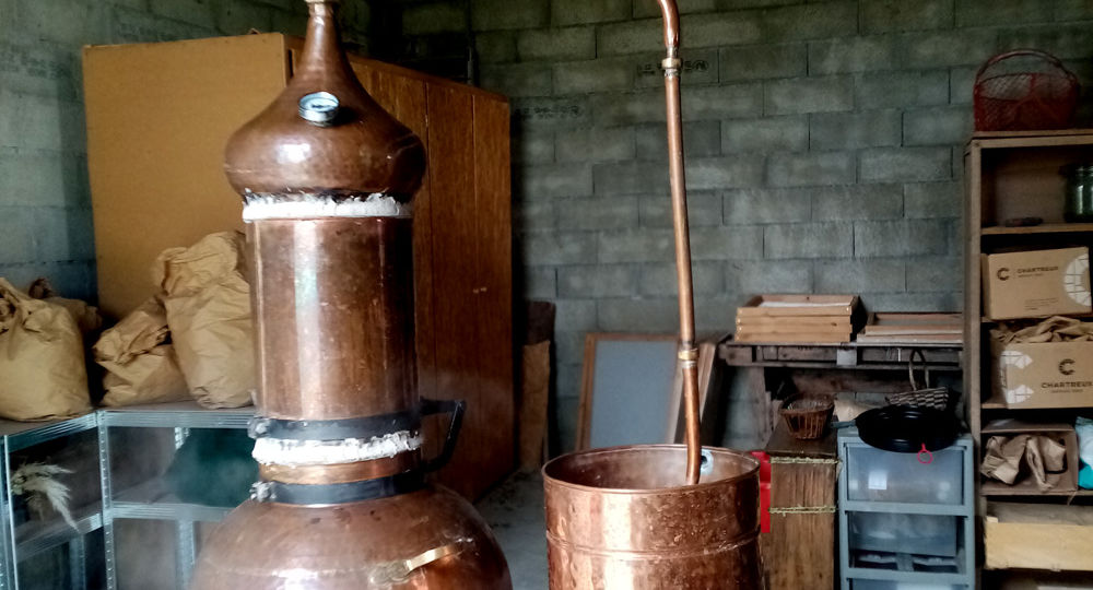 Printemps en roses chez Fleur d'artisane - productrice d'herbes aromatiques et médicinales_Saint-Gervais