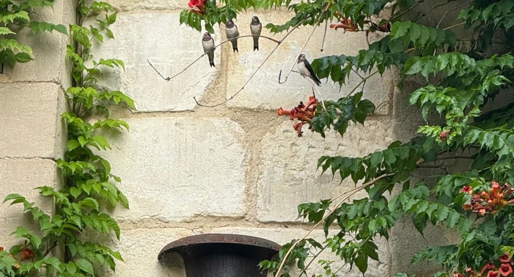 Chambre d'Hôtes - Si par hasard_Bellegarde