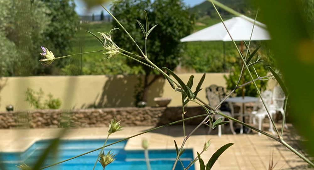 Appartements Mas Buissas : La Source