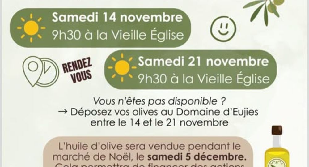 Cueillette des olives_Saint-Hilaire-d'Ozilhan