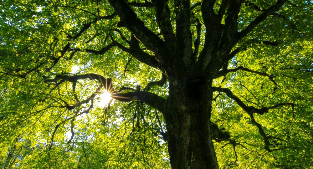 À vos arbres, prêts ? Plantez !