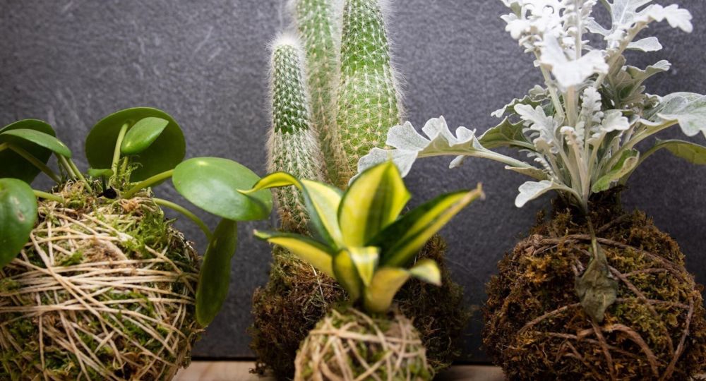 Atelier : création de Kokedama