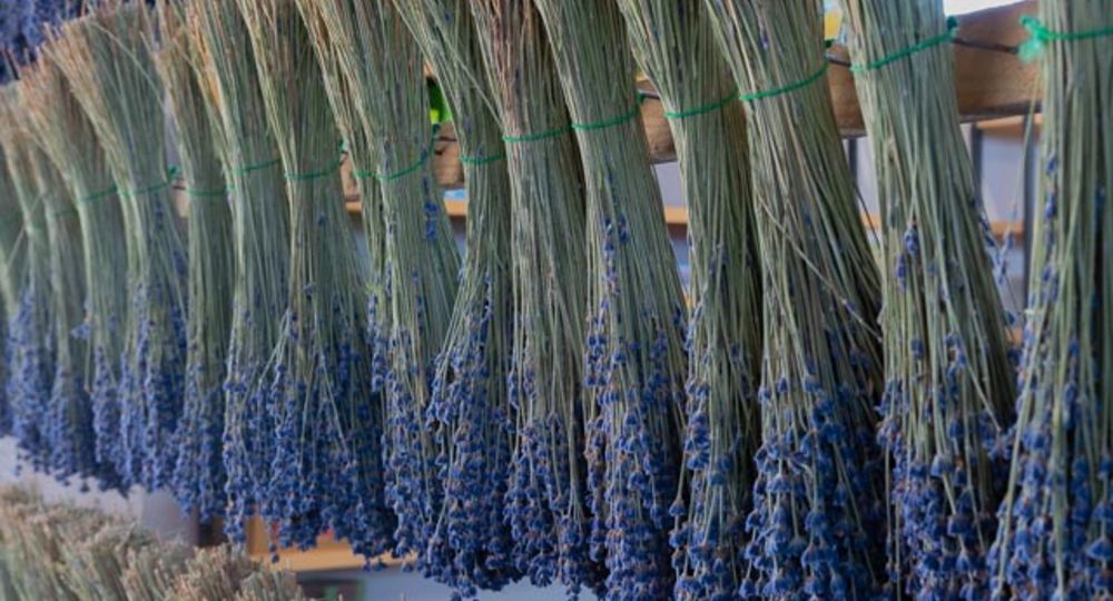 Atelier fuseau de lavande_Bellegarde