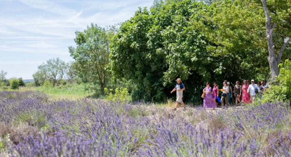 Visites guidées au Mas en Provence_Bellegarde