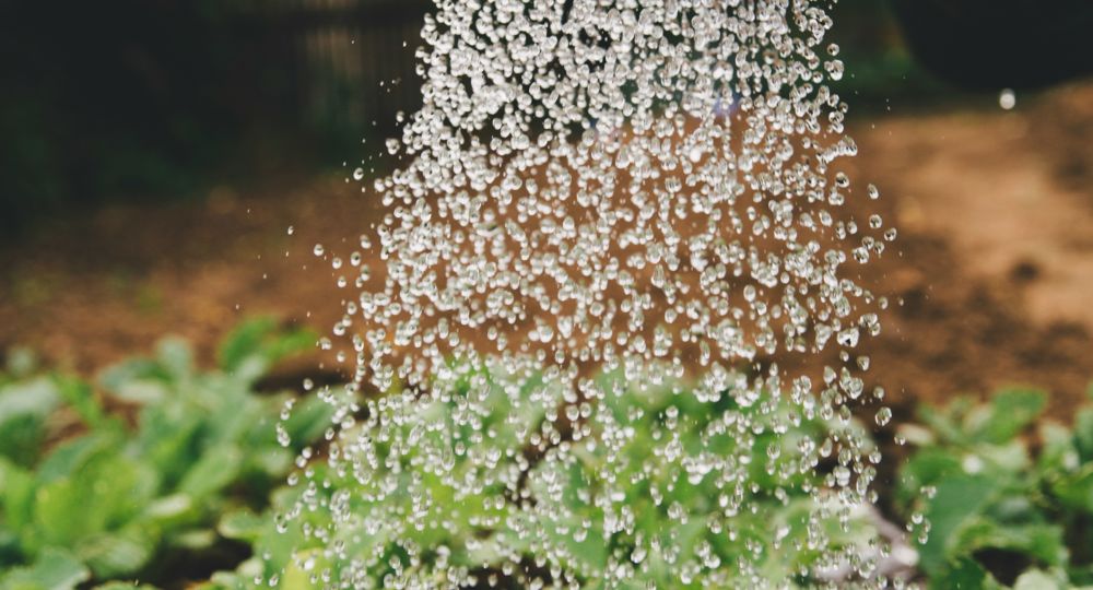 Des jardiniers Eco l'eau : préparer son jardin d'hiver adapté au climat