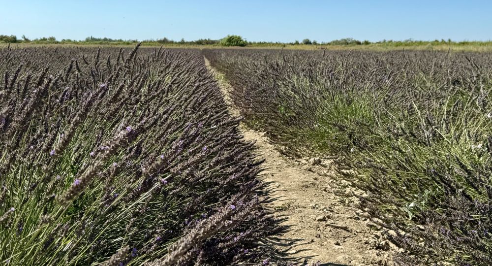 Visites guidées au Mas en Provence_Bellegarde
