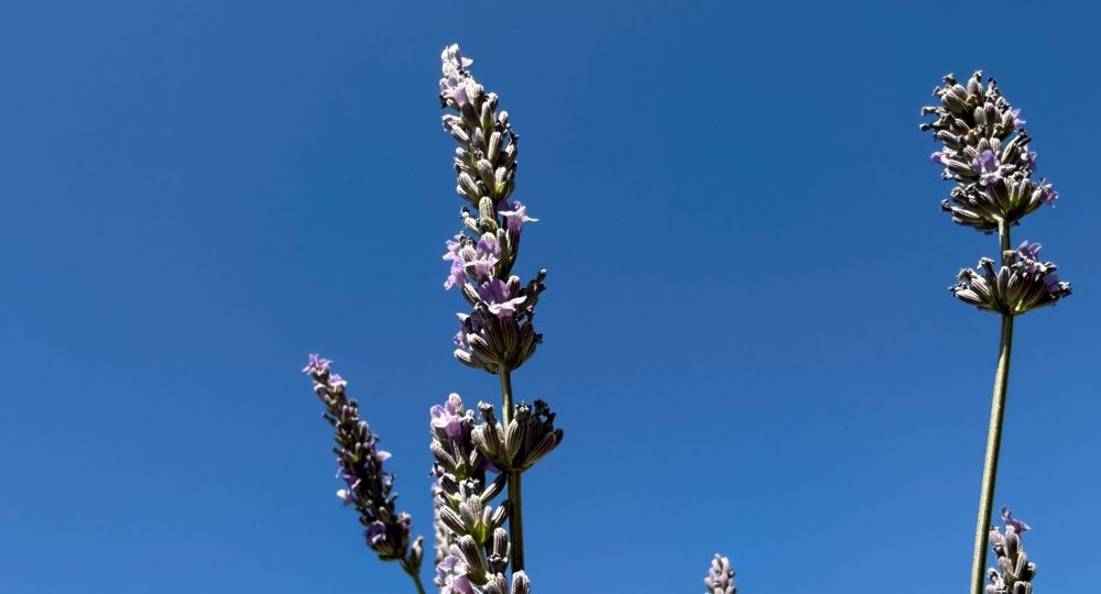 Visites guidées au Mas en Provence_Bellegarde