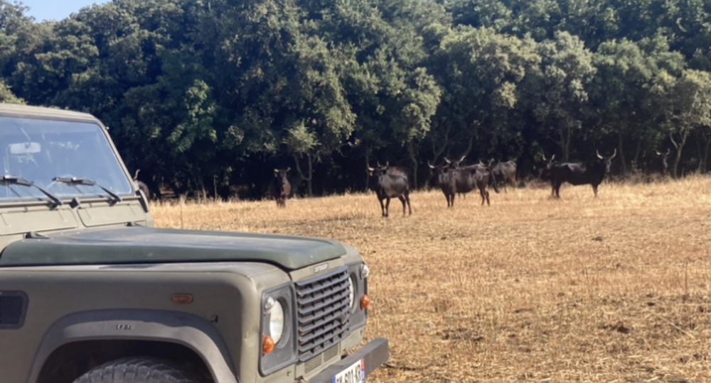 Safari 4x4 - Karine Cœur de Camargue_Vauvert