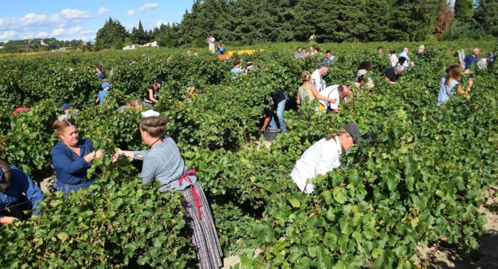 Vendanges à l'ancienne_Beaucaire