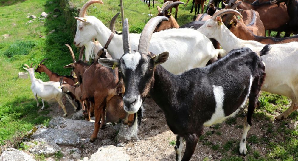 Les avant-goûts de la Foire - Sortie pâturage : Visite d’un élevage caprins et rencontre avec une éleveuse-fromagère fromagerie AOP Pélardon_Le Vigan