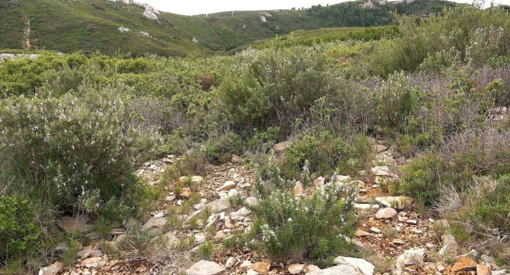 Entre garrigue et chèvrerie