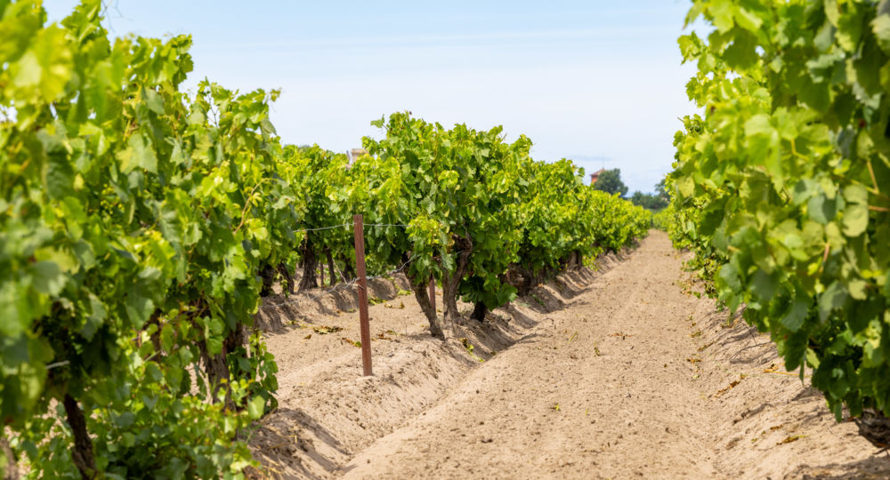 Domaine de Montcalm_Vauvert
