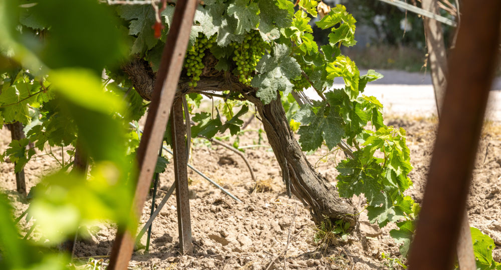Domaine de Montcalm_Vauvert