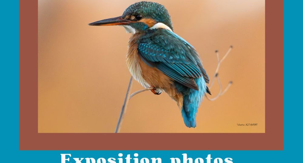 Exposition - Trésors de la Nature en Terre d'Argence_Jonquières-Saint-Vincent