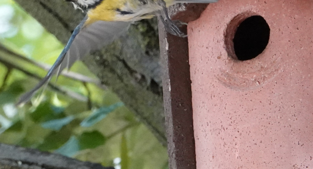 Stage d'ornithologie aux Jardins de la Fontaine_Nîmes