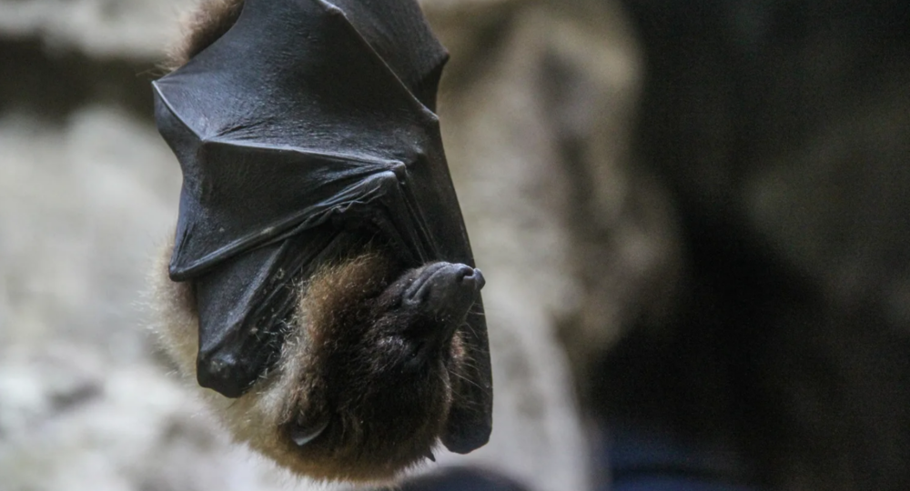Exposition «Chauve-souris, une vie renversante»_Roquemaure