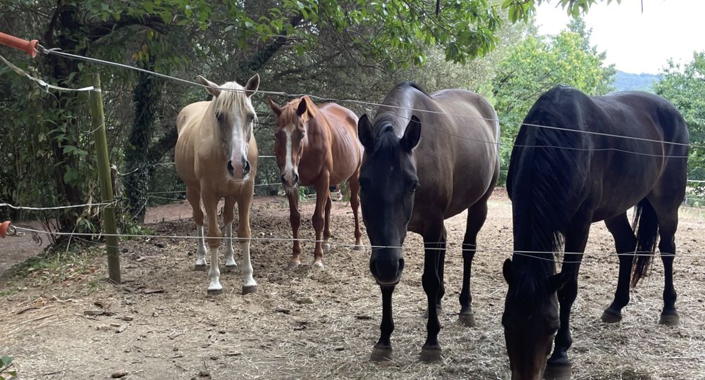 Les Poneys du Val d'Emeraude_Lasalle