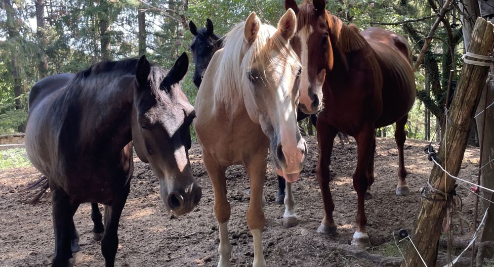 Les Poneys du Val d'Emeraude_Lasalle