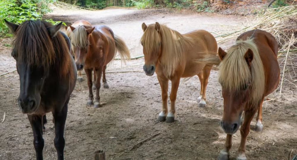 Les Poneys du Val d'Emeraude_Lasalle