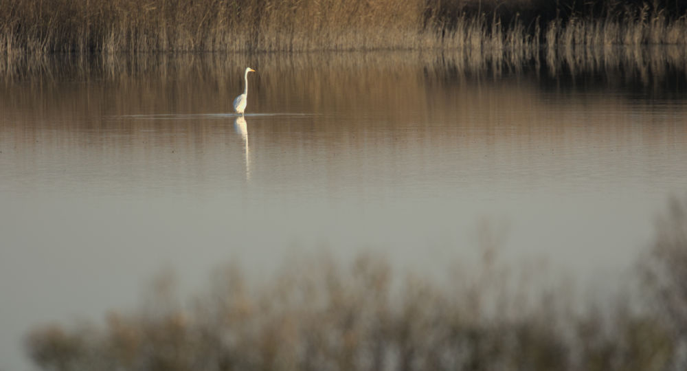 Exposition photos «Zones humides, sources de vie et de beauté»_Sauveterre