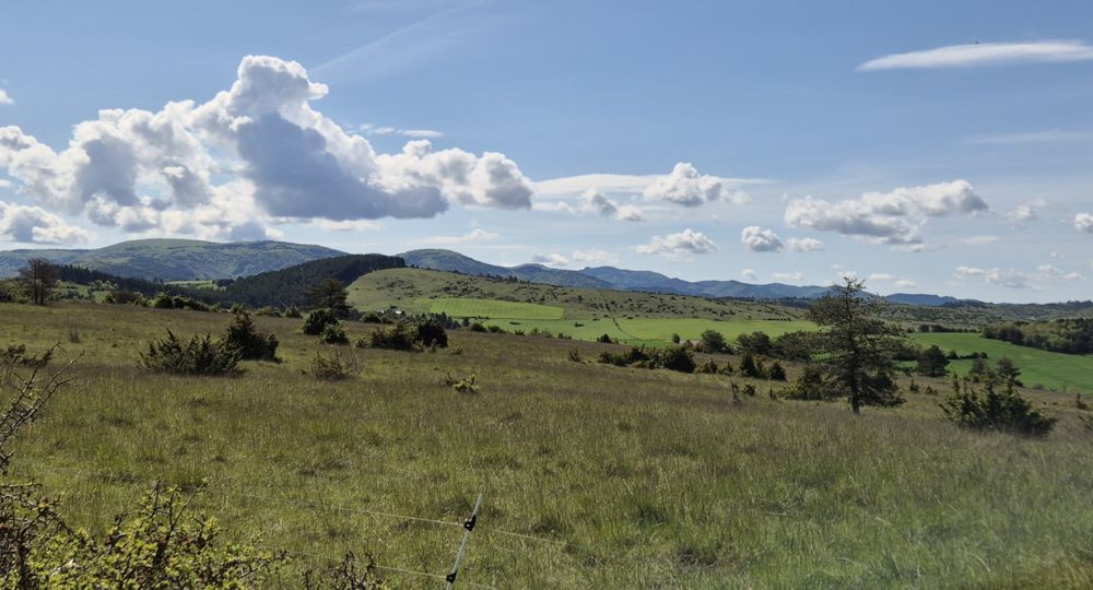 Les orchidées sauvages du Causse noir_Lanuéjols