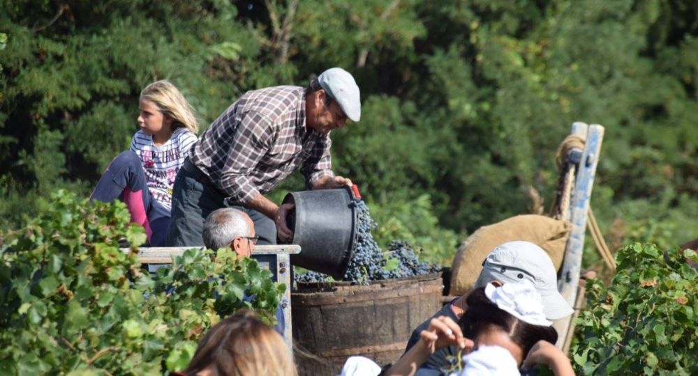 Vendanges à l'ancienne_Beaucaire