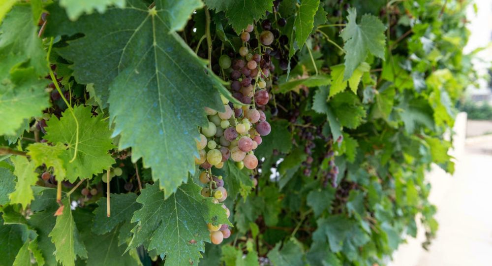 Randonnée De la Vigne au Verre