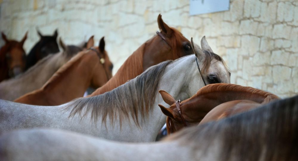 Stages de poneys/ chevaux_Méjannes-le-Clap