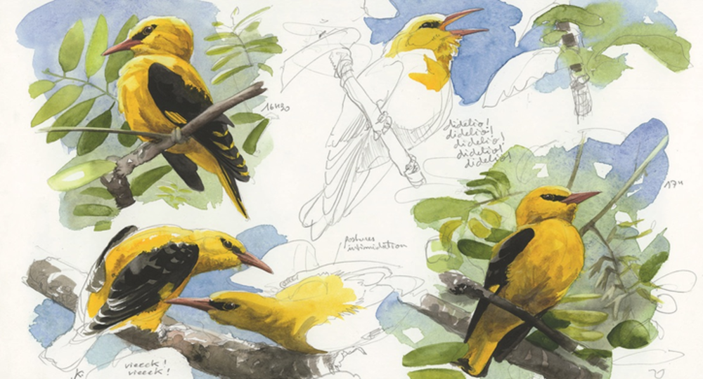 Initiation au dessin naturaliste – des croquis sur le vif_Collias