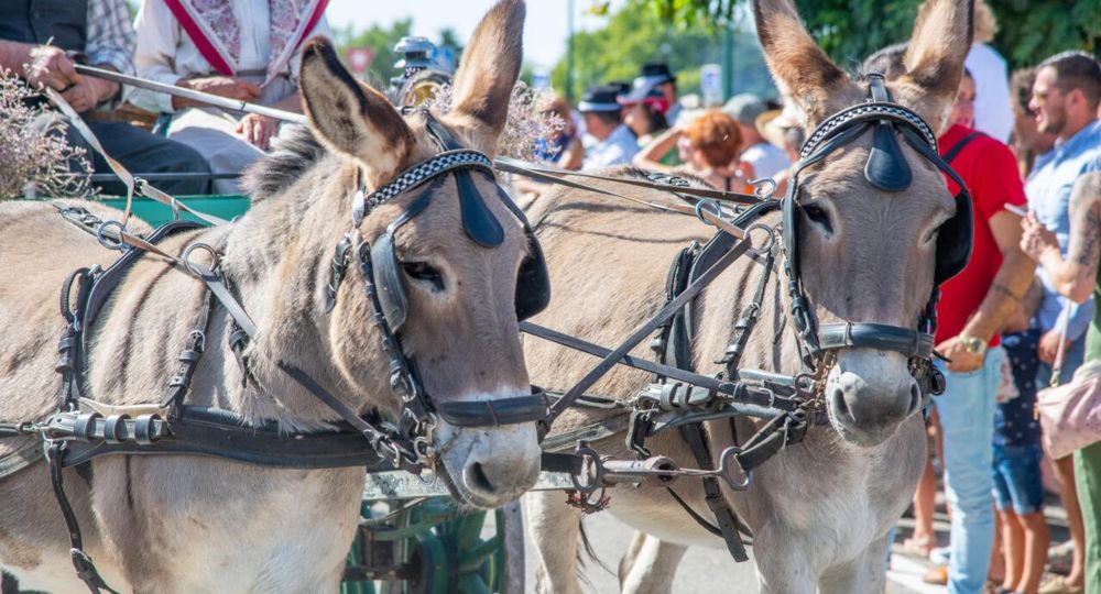 53ème Foire aux chevaux_Fourques